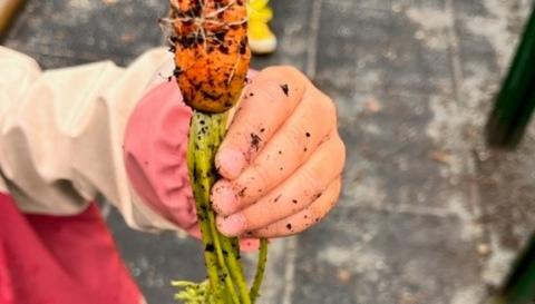 Barnehånd holder gulerot nylig tatt opp fra jorden